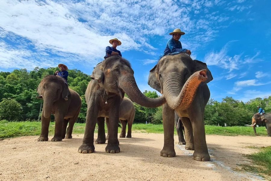 Elephant Conservation Center Lampang